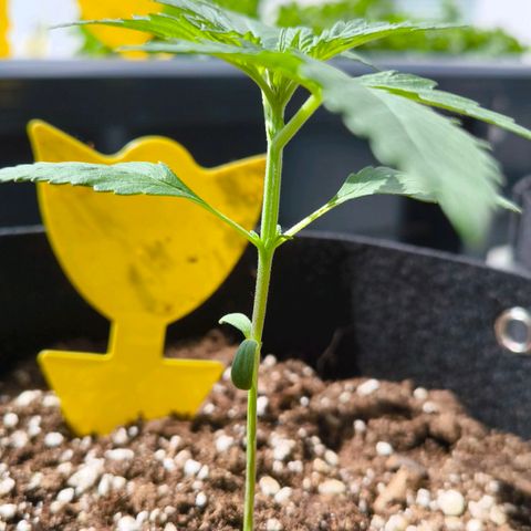 Sweet Cheese Auto growlog timeline photo
