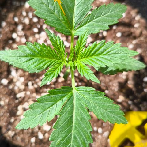 Sweet Cheese Auto growlog timeline photo
