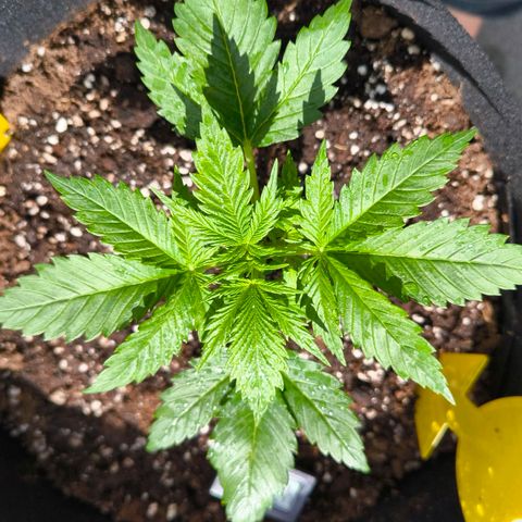 Gorilla Girl XL Auto growlog photo: Wasser 1.5 Liter bei 6.5ph
Erdfloheloch :/
