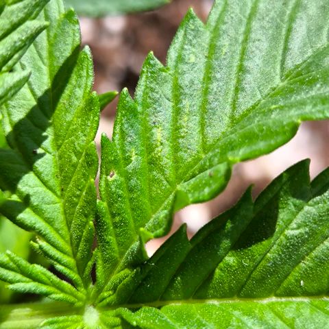 Gorilla Girl XL Auto growlog photo: Wasser 1.5 Liter bei 6.5ph
Erdfloheloch :/