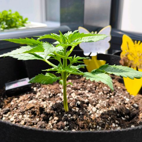 Gorilla Girl XL Auto growlog photo: Wasser 1.5 Liter bei 6.5ph
Erdfloheloch :/