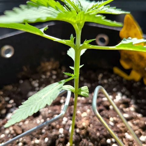 Sticky Beast Automatic growlog photo: 1 Liter bei 6.5ph