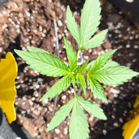 Sticky Beast Automatic growlog photo: 1 Liter bei 6.5ph