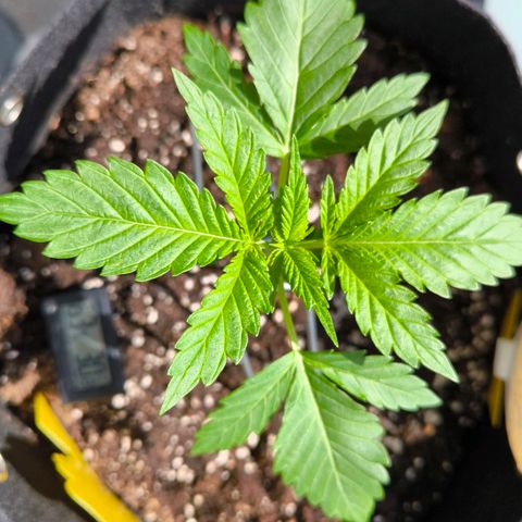 Sweet Cheese Auto growlog timeline photo
