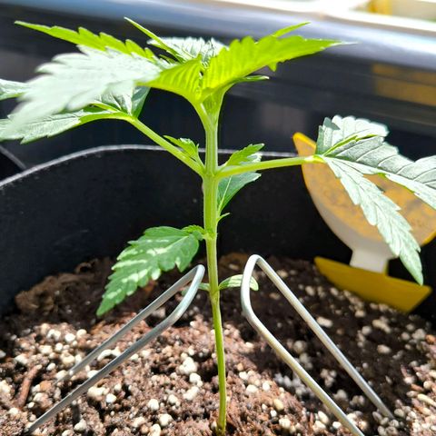 Sweet Cheese Auto growlog timeline photo