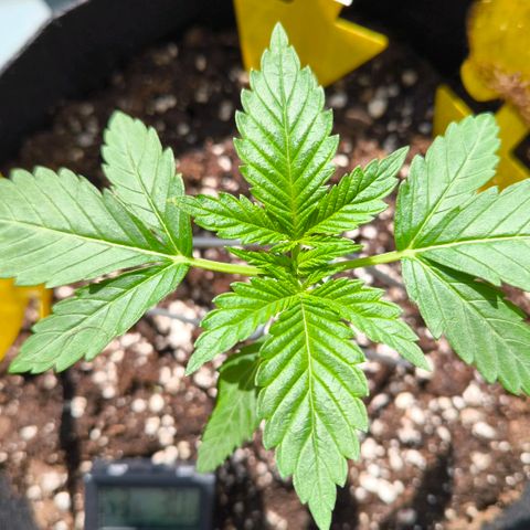 Sweet Cheese Auto growlog timeline photo