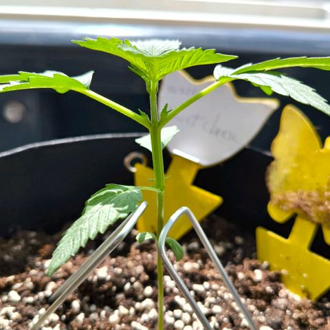 Sweet Cheese Auto growlog timeline photo