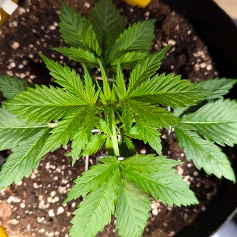 Gorilla Girl XL Auto growlog timeline photo