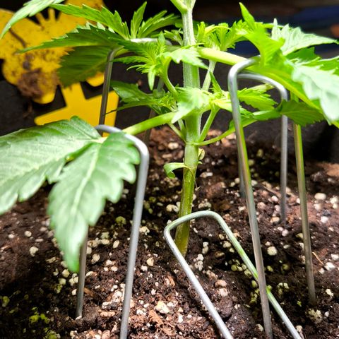 Gorilla Girl XL Auto growlog timeline photo