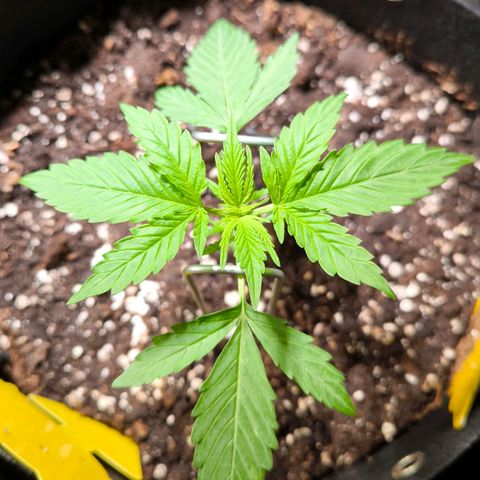 Sticky Beast Automatic growlog timeline photo
