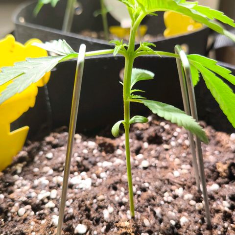 Sticky Beast Automatic growlog timeline photo