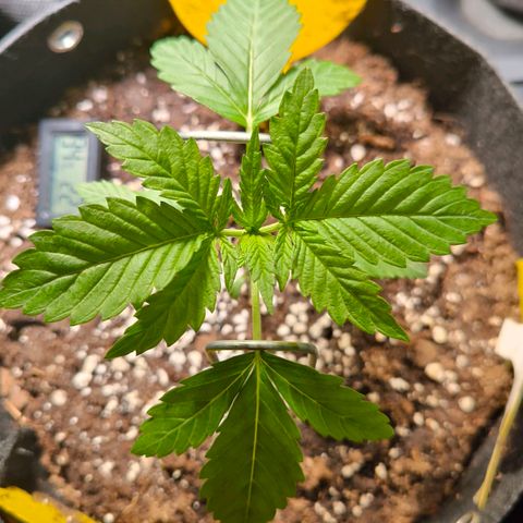 Sweet Cheese Auto growlog timeline photo