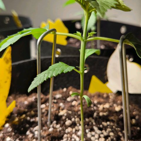 Sweet Cheese Auto growlog timeline photo