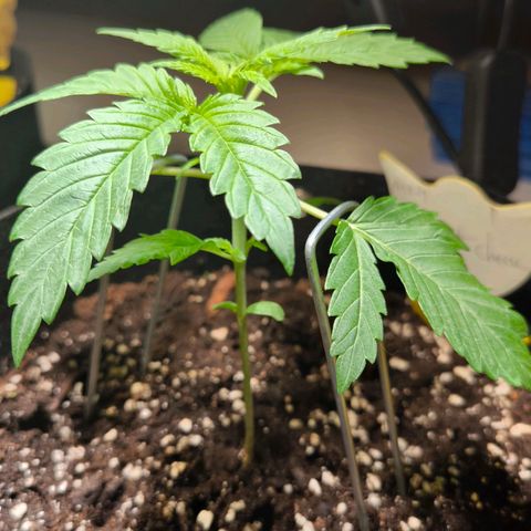 Sweet Cheese Auto growlog timeline photo