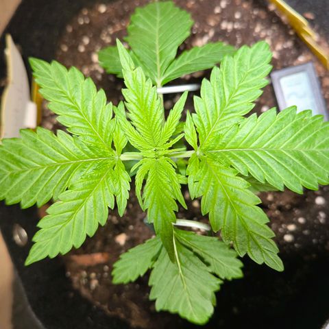 Sweet Cheese Auto growlog timeline photo