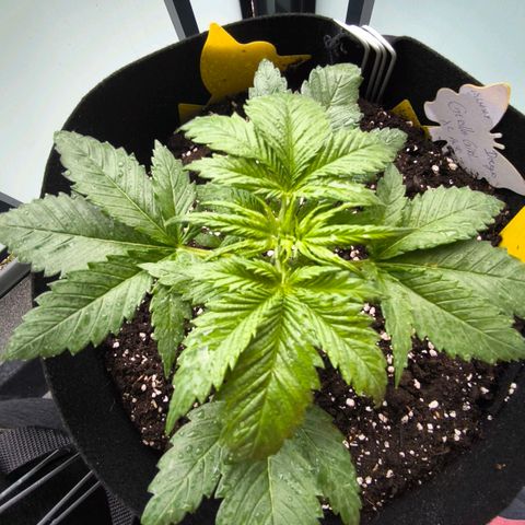 Gorilla Girl XL Auto growlog timeline photo
