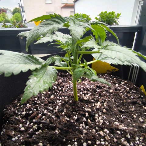 Gorilla Girl XL Auto growlog timeline photo