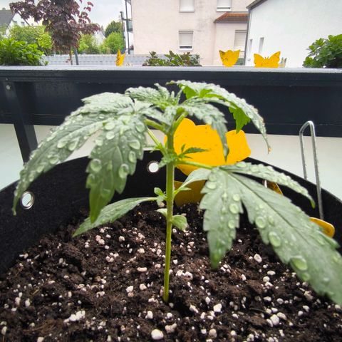 Sticky Beast Automatic growlog timeline photo