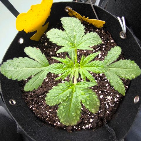 Sticky Beast Automatic growlog timeline photo