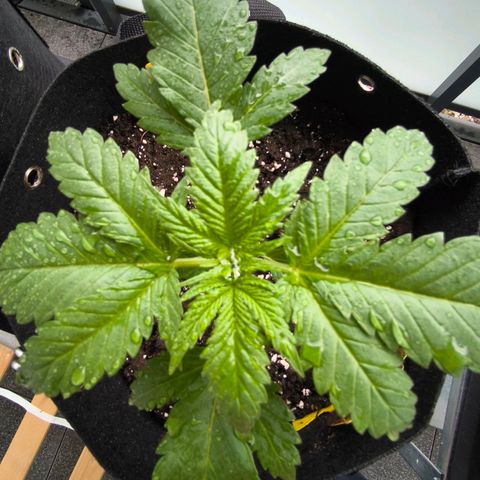 Sweet Cheese Auto growlog timeline photo