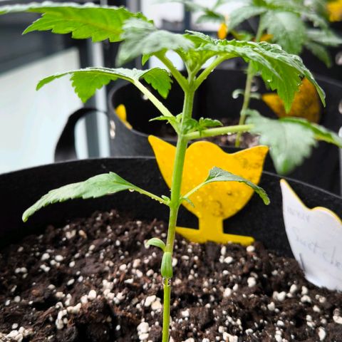 Sweet Cheese Auto growlog timeline photo