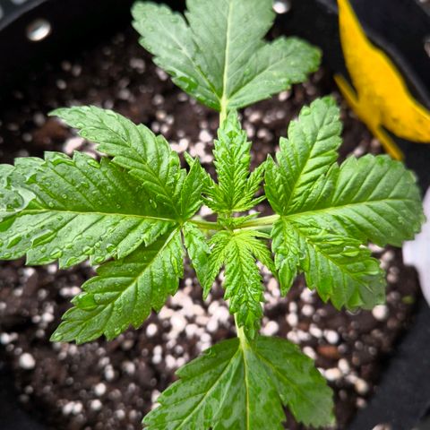 Sweet Cheese Auto growlog timeline photo