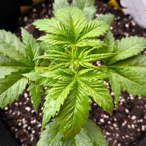 Gorilla Girl XL Auto growlog timeline photo