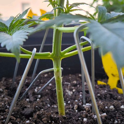 Gorilla Girl XL Auto growlog photo: Die Pflanze ist relativ schief gewachsen. 
Ein Arm ist verletzt.
Fixierung in Richtung vertikal 