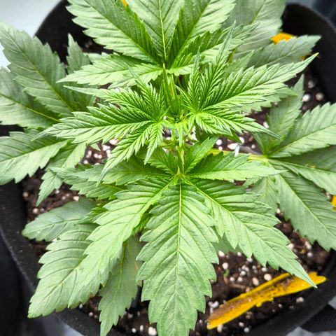 Gorilla Girl XL Auto growlog timeline photo