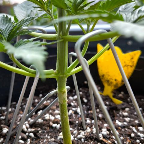 Gorilla Girl XL Auto growlog timeline photo