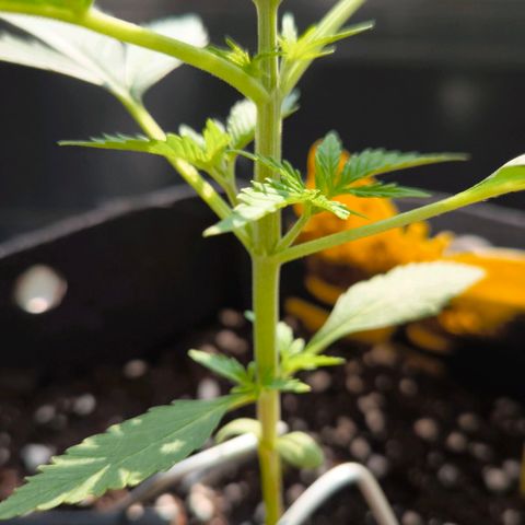 Sticky Beast Automatic growlog timeline photo