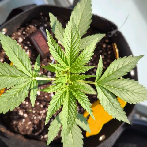 Sticky Beast Automatic growlog timeline photo