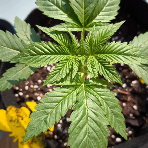Sweet Cheese Auto growlog timeline photo