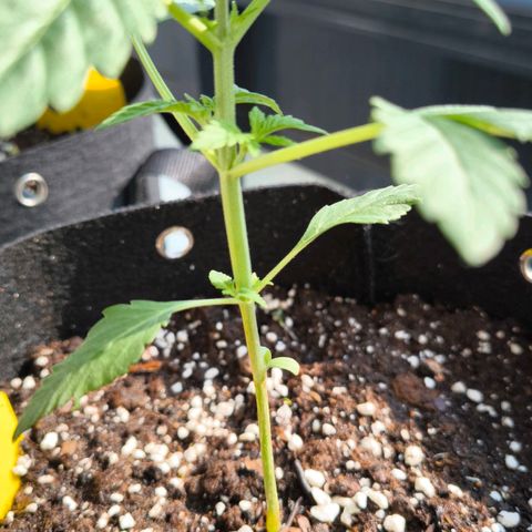 Sweet Cheese Auto growlog timeline photo