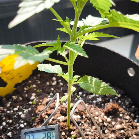 Sweet Cheese Auto growlog timeline photo
