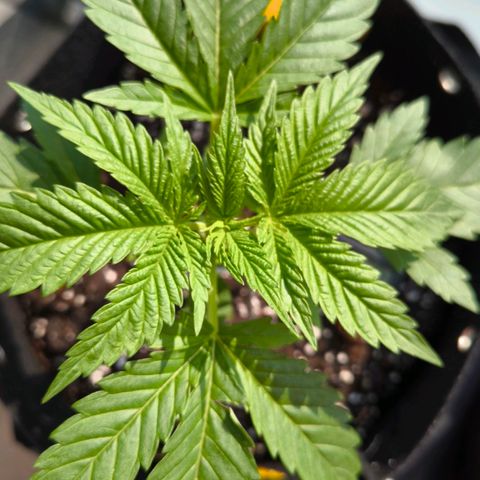 Sweet Cheese Auto growlog timeline photo