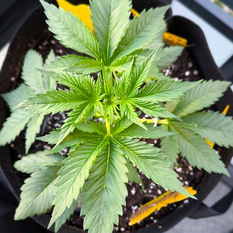 Gorilla Girl XL Auto growlog timeline photo
