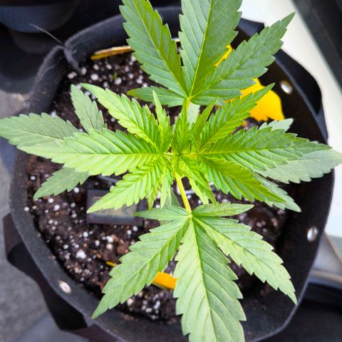 Sticky Beast Automatic growlog timeline photo