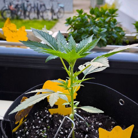 Sticky Beast Automatic growlog timeline photo