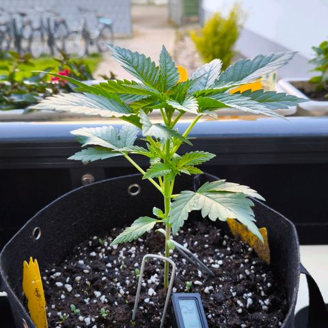 Sweet Cheese Auto growlog timeline photo