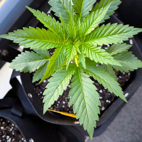 Sweet Cheese Auto growlog timeline photo