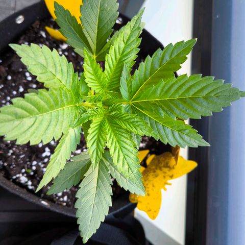 Sweet Cheese Auto growlog timeline photo