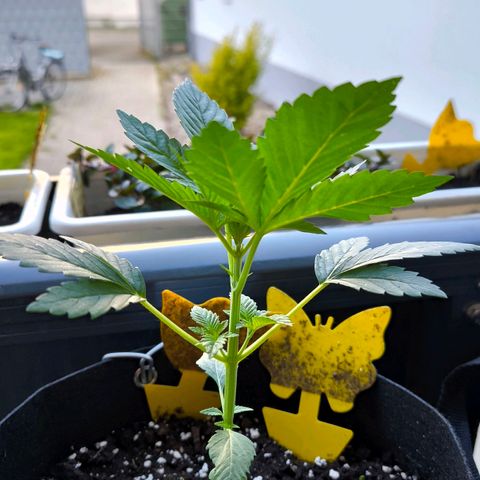 Sweet Cheese Auto growlog timeline photo