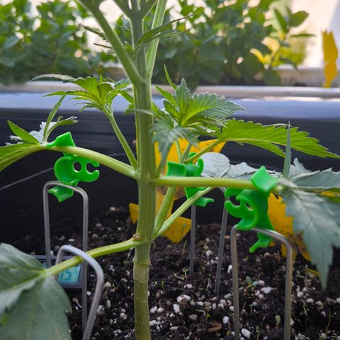 Gorilla Girl XL Auto growlog timeline photo