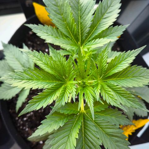 Gorilla Girl XL Auto growlog timeline photo