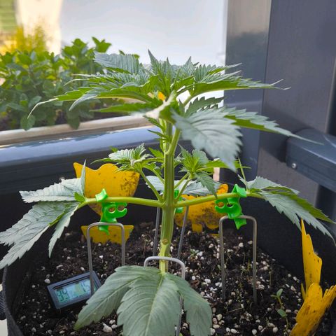 Gorilla Girl XL Auto growlog timeline photo