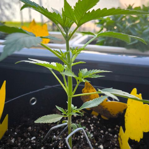 Sticky Beast Automatic growlog timeline photo