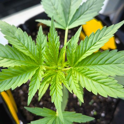 Sticky Beast Automatic growlog timeline photo