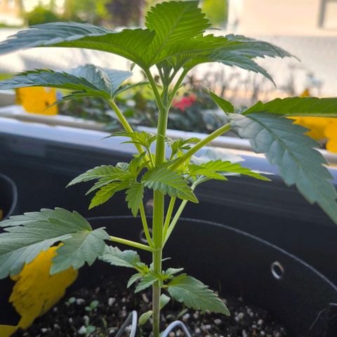 Sweet Cheese Auto growlog timeline photo
