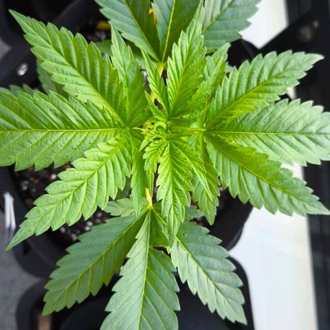 Sweet Cheese Auto growlog timeline photo